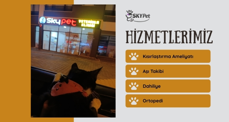 Kayseri Talas Veteriner Aşı Takvimi ve Takibi