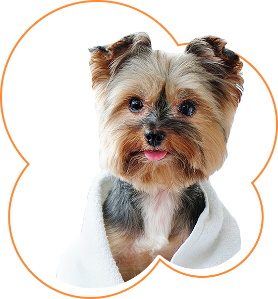 Kayseri Talas Veteriner Kliniği